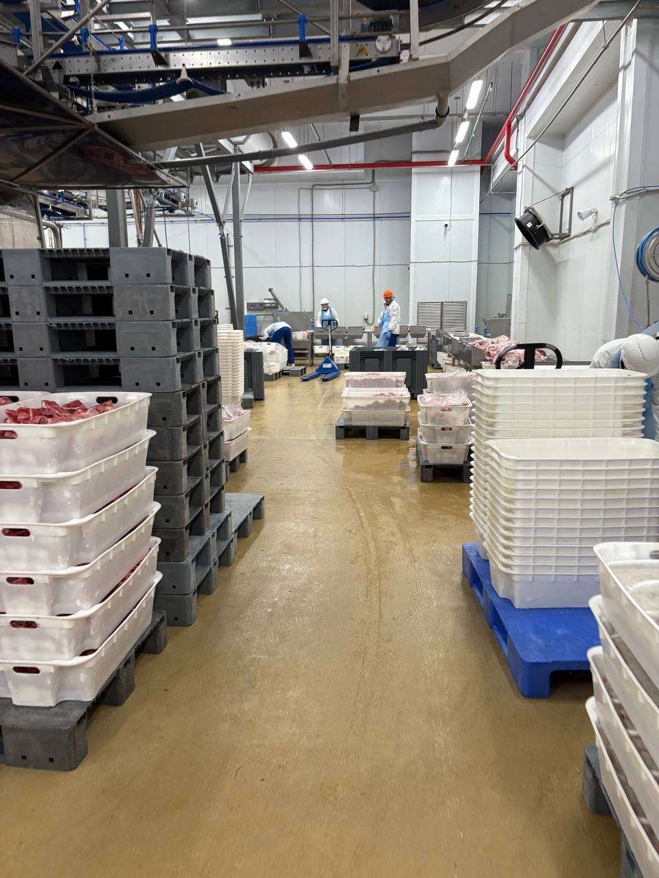 Livestock Butcher Needed in Vladivostok, Russia